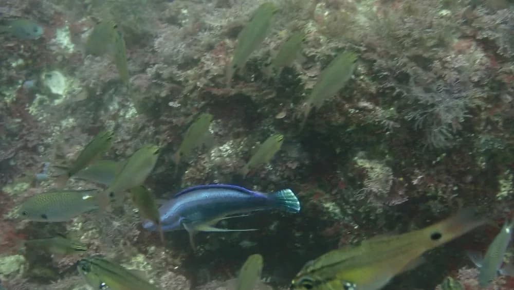 Threadfin Wrasse