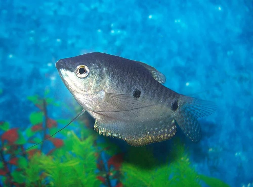 Three Spot Gourami