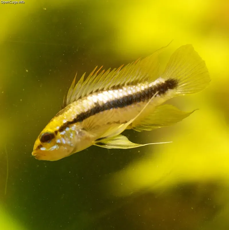 Three-Striped Dwarf Cichlid