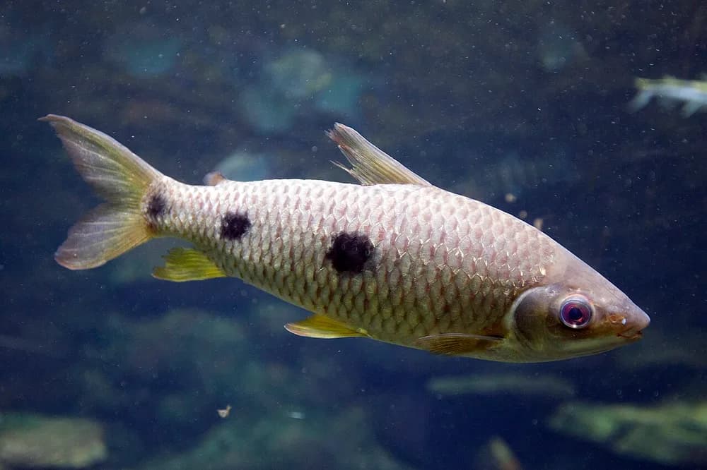 Threespot Leporinus