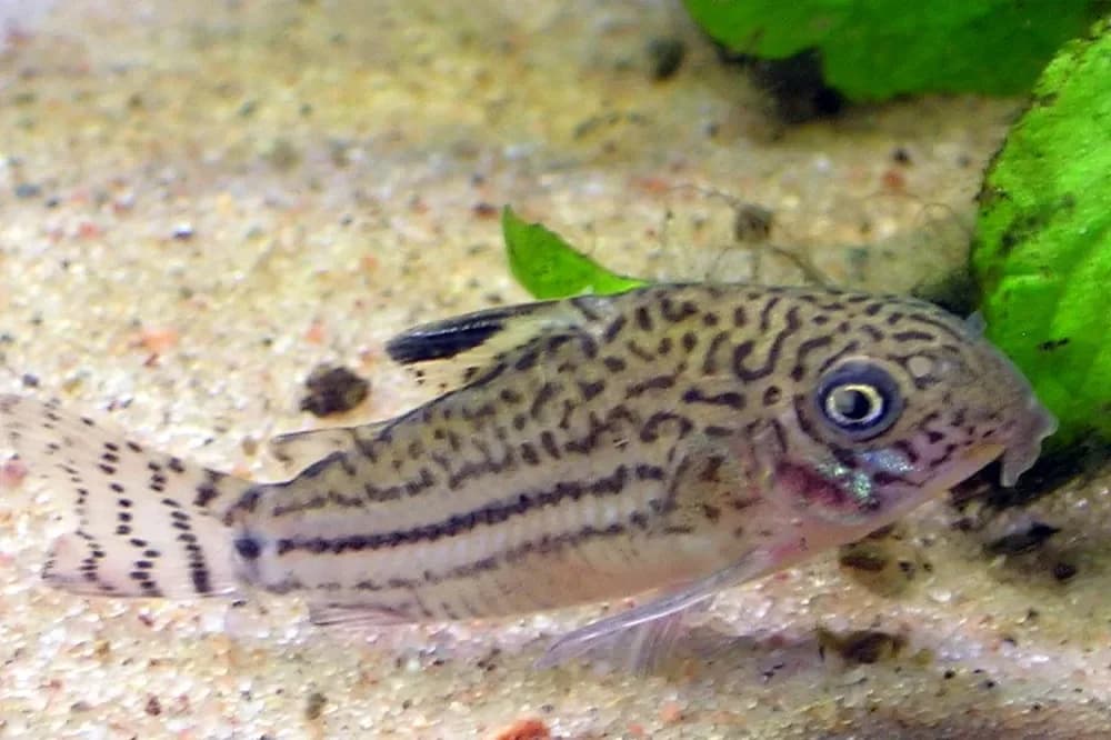 Threestripe Corydoras