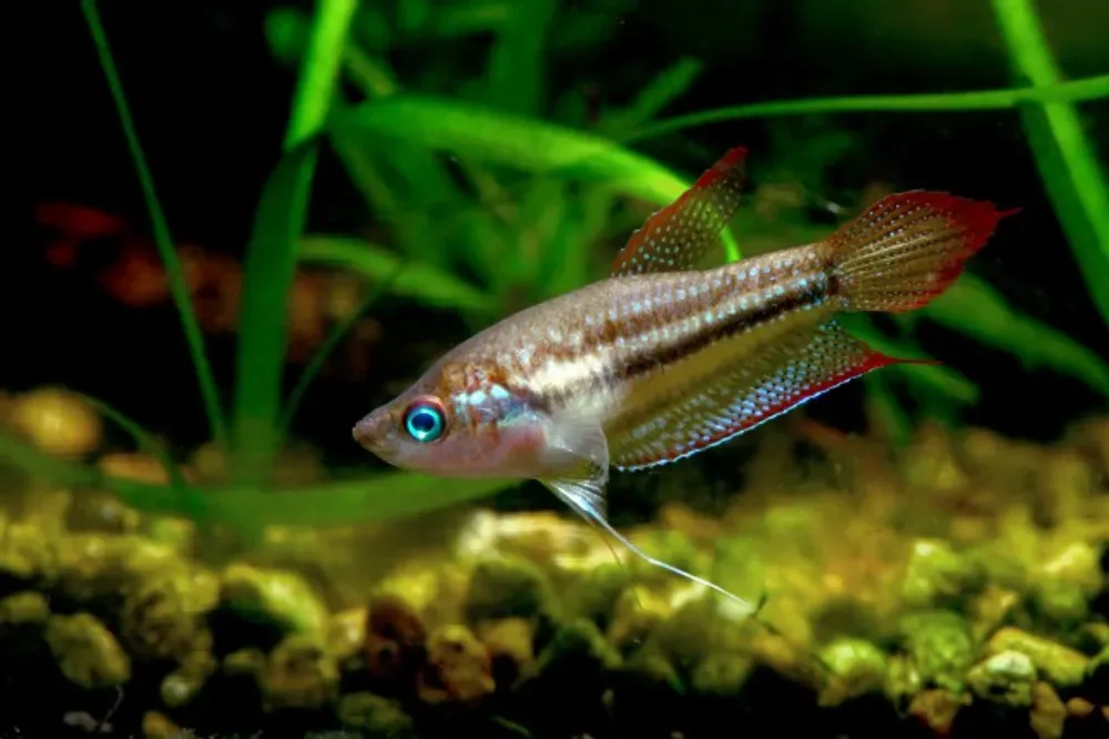 Threestripe Gourami