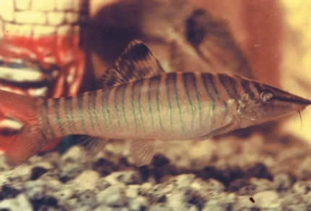 Tiger Loach