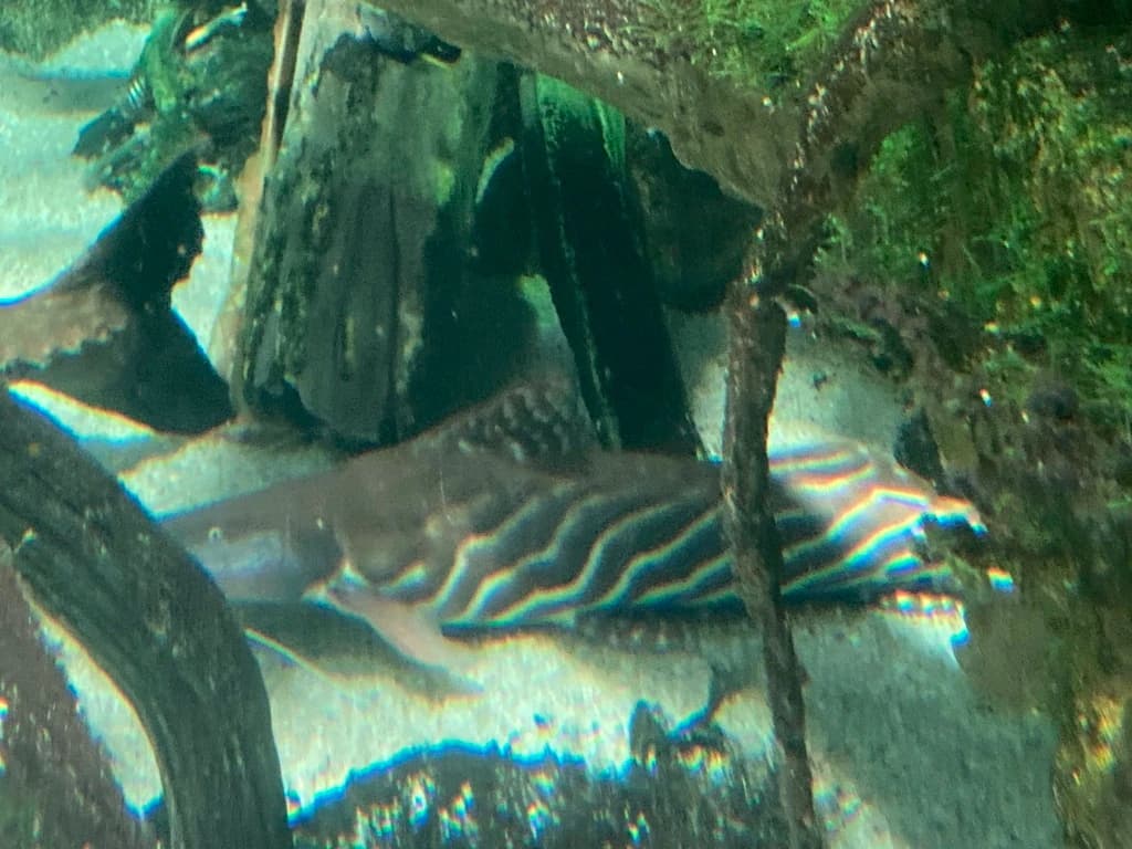 Tigerstriped Catfish