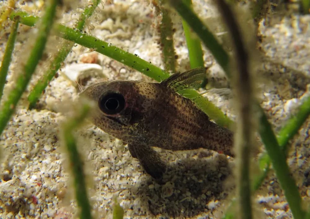 Timor Cardinalfish