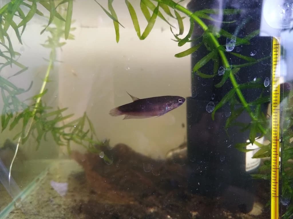 Toba Betta
