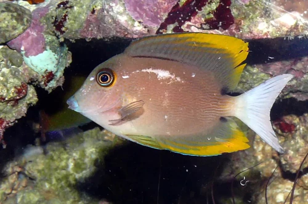 Tomini Surgeonfish