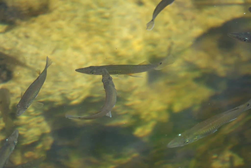 Top Minnow
