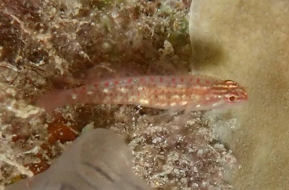 Transparent Dwarfgoby