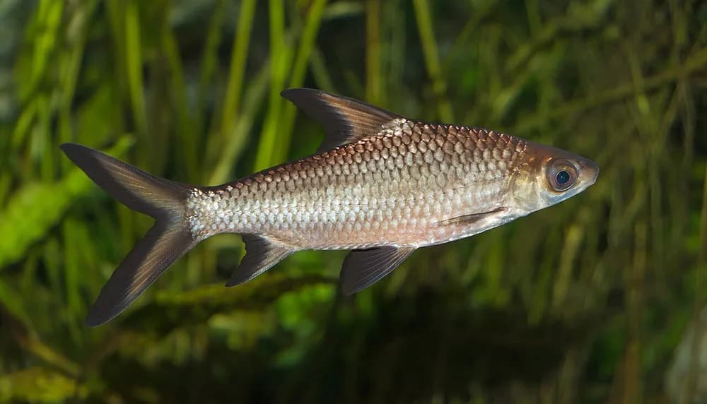 Tricolor Sharkminnow