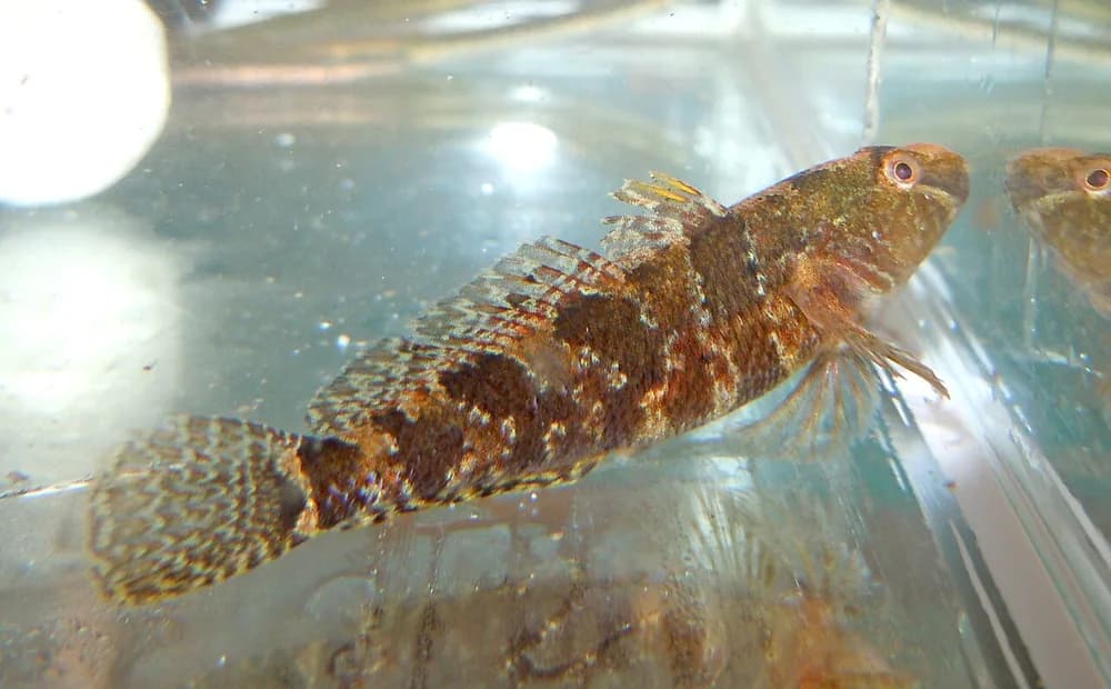 Tubenose Goby
