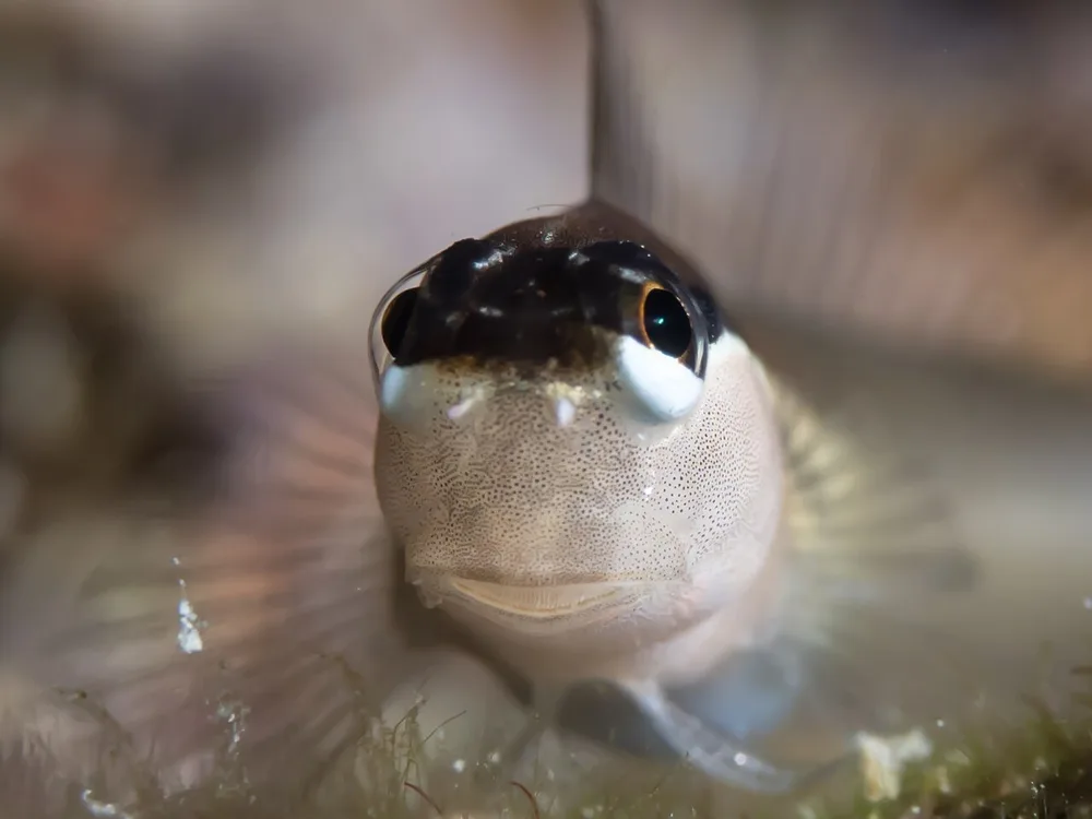 Twinspot Coralblenny