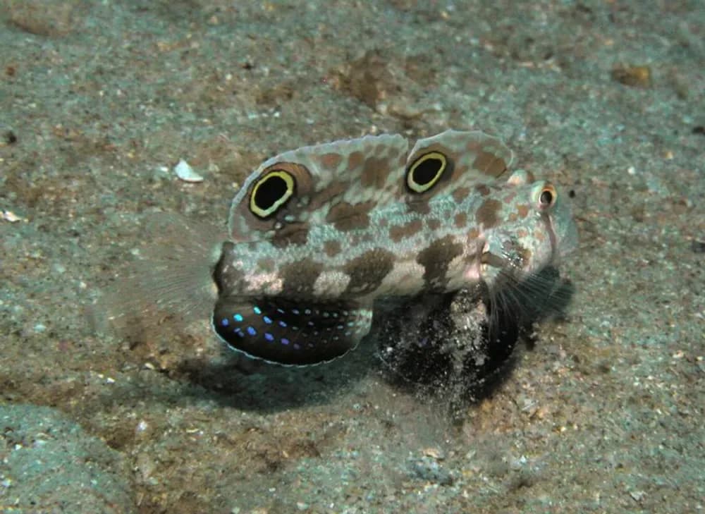 Twinspot Goby