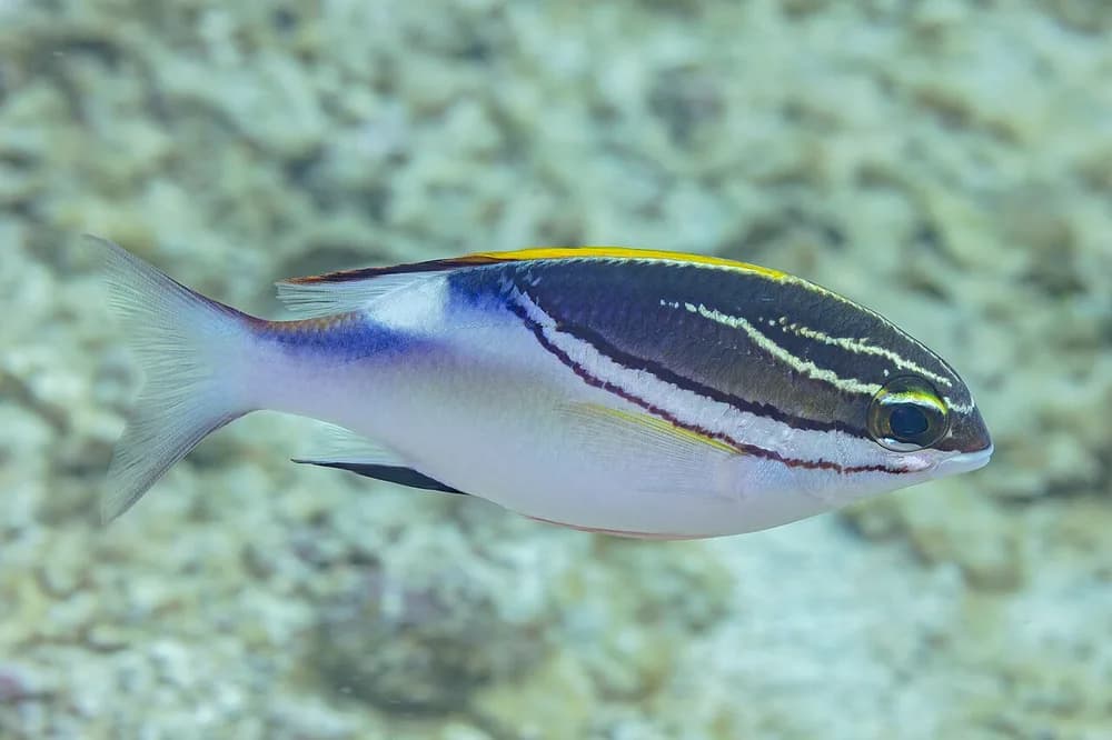 Two-Lined Monocle Bream