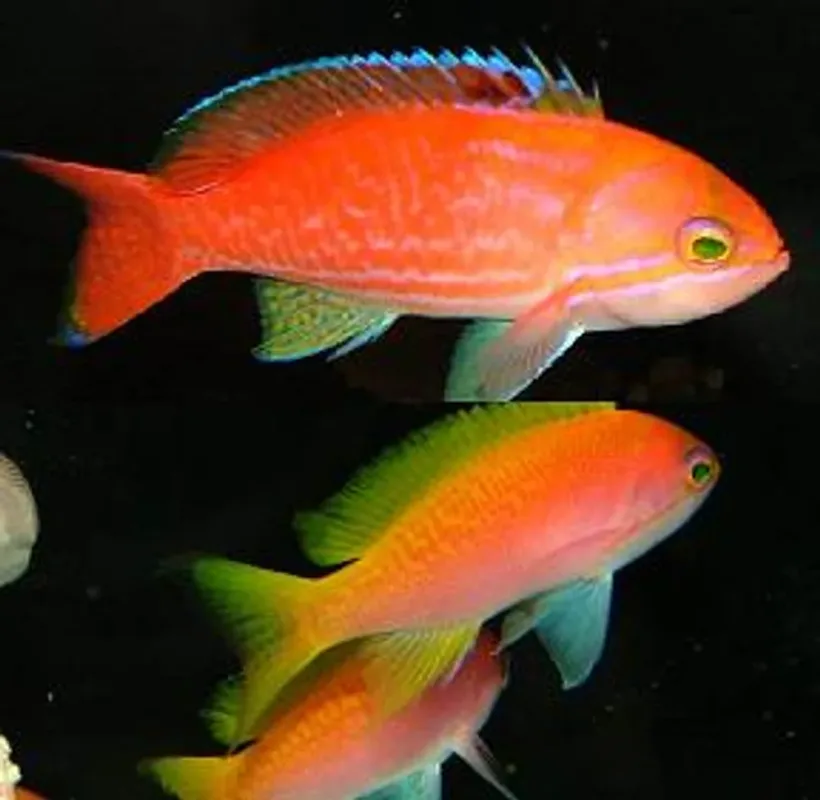 Two-Spot Basslet