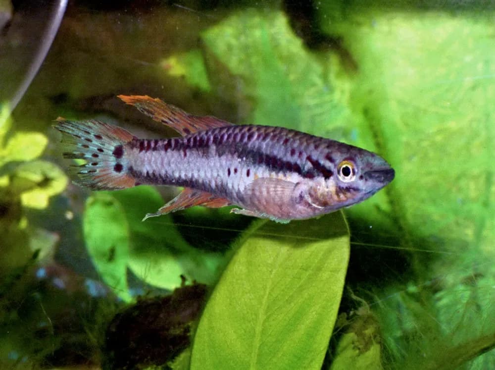 Two-Striped Aphyosemion