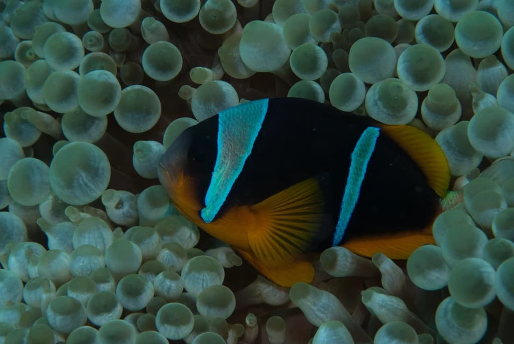 Twobar Anemonefish