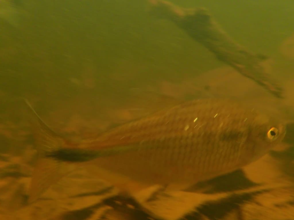 Twospot Astyanax