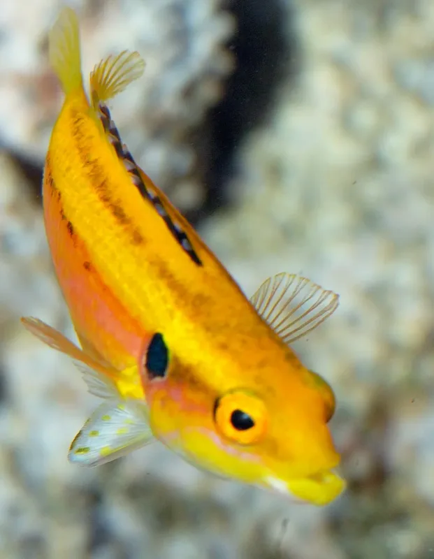 Twospot Hogfish