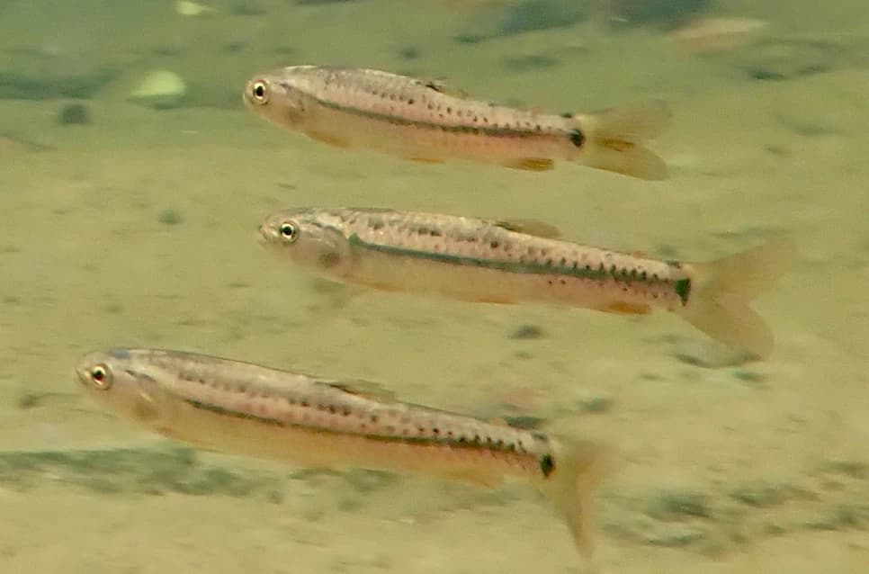Twospot Lebiasina