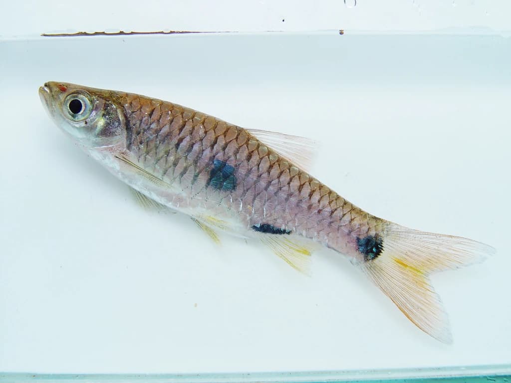 Twospot Rasbora