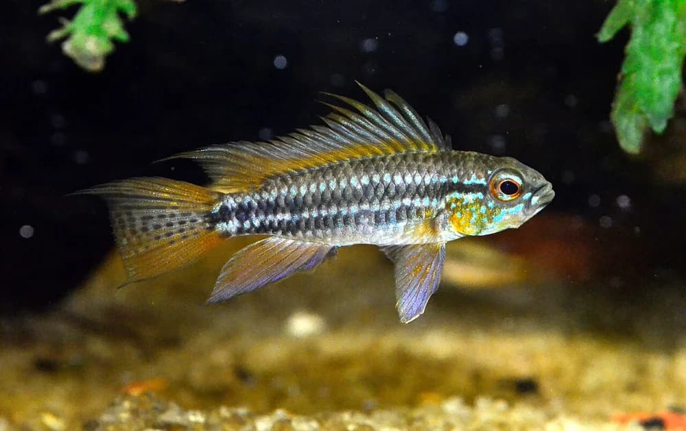 Twostriped Dwarf Cichlid