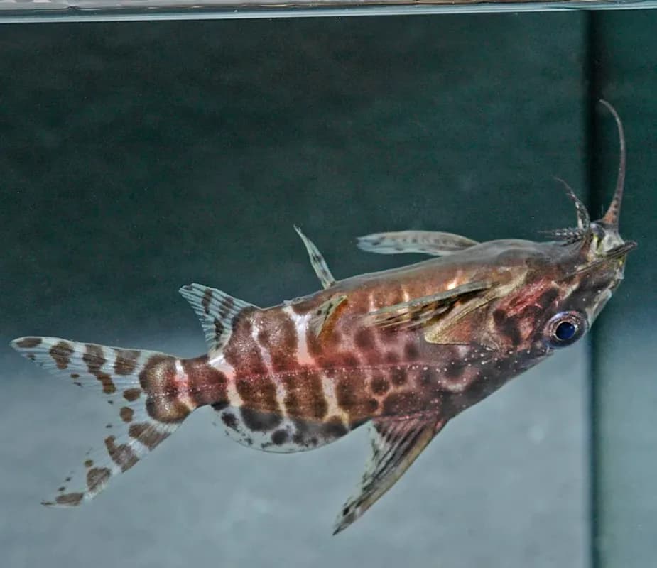 Upsidedown Catfish