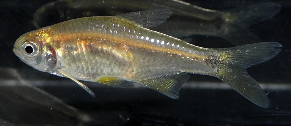 Uruguay Tetra