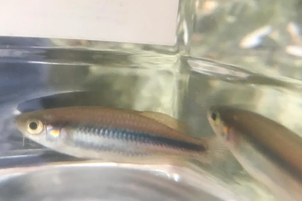 Utchee Rainbowfish