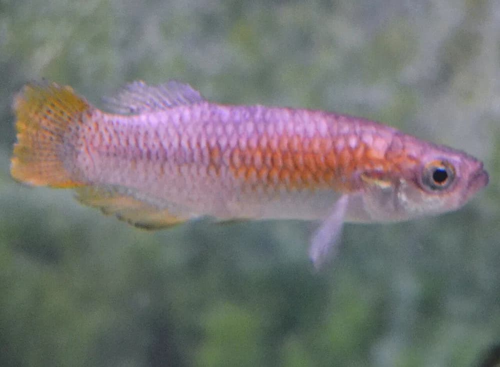 Valencia Toothcarp