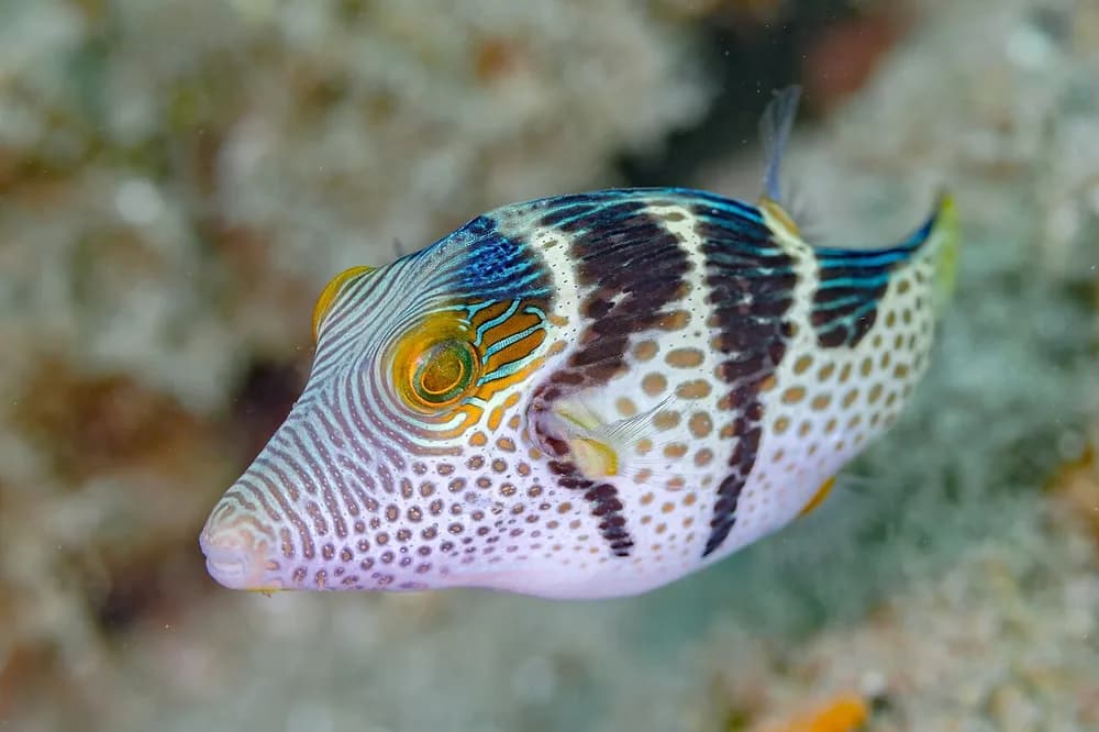 Valentin's Sharpnose Puffer