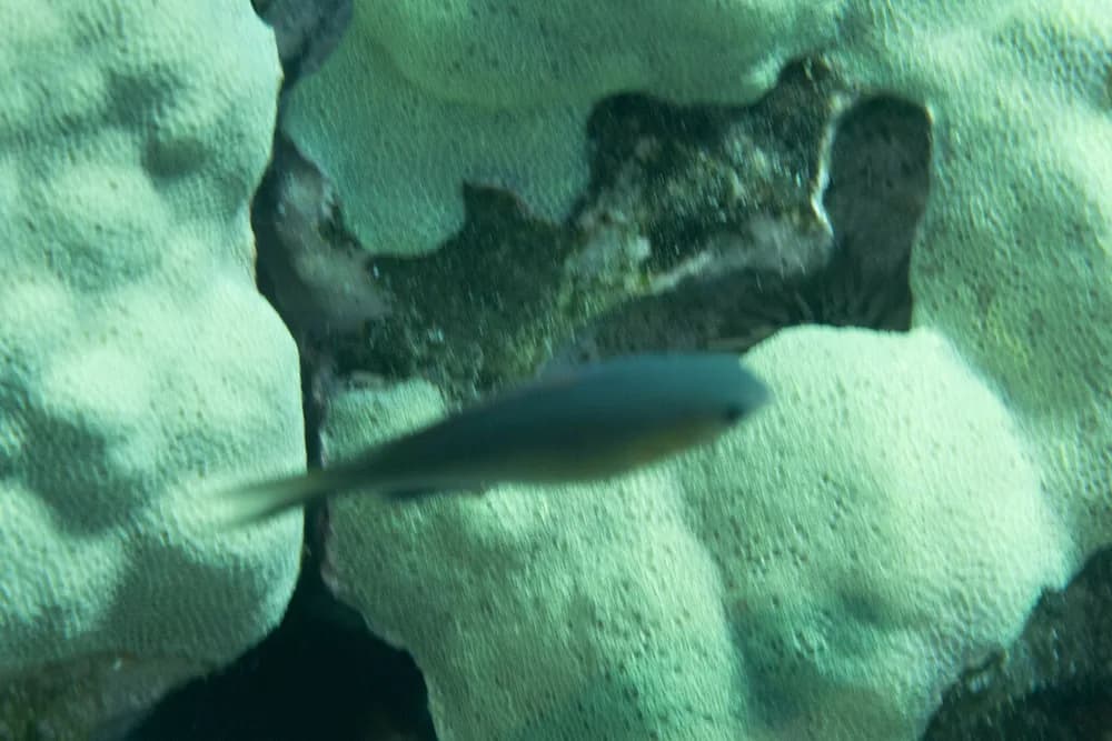 Vanderbilt's Chromis