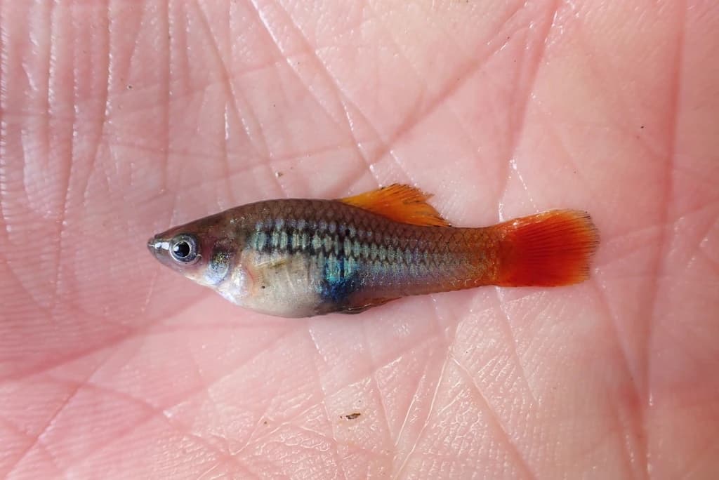 Variable Platyfish