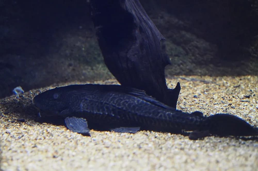 Vermiculated Sailfin Catfish