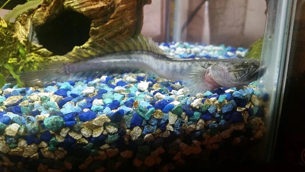 Violet Goby