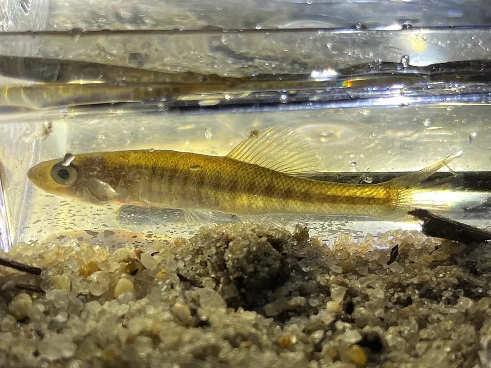 Waccamaw Killifish