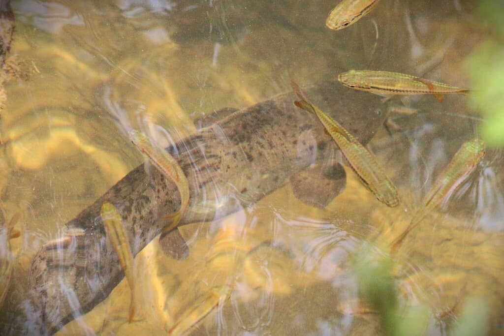 Walking Catfish