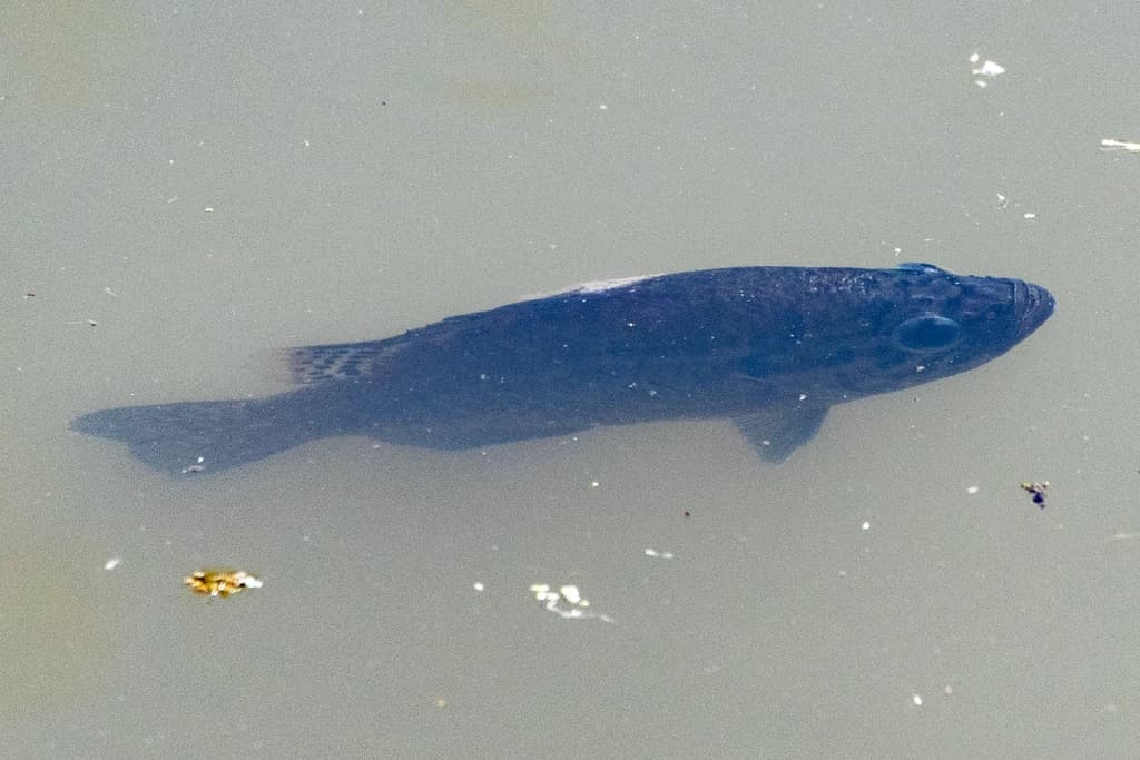 Warmouth