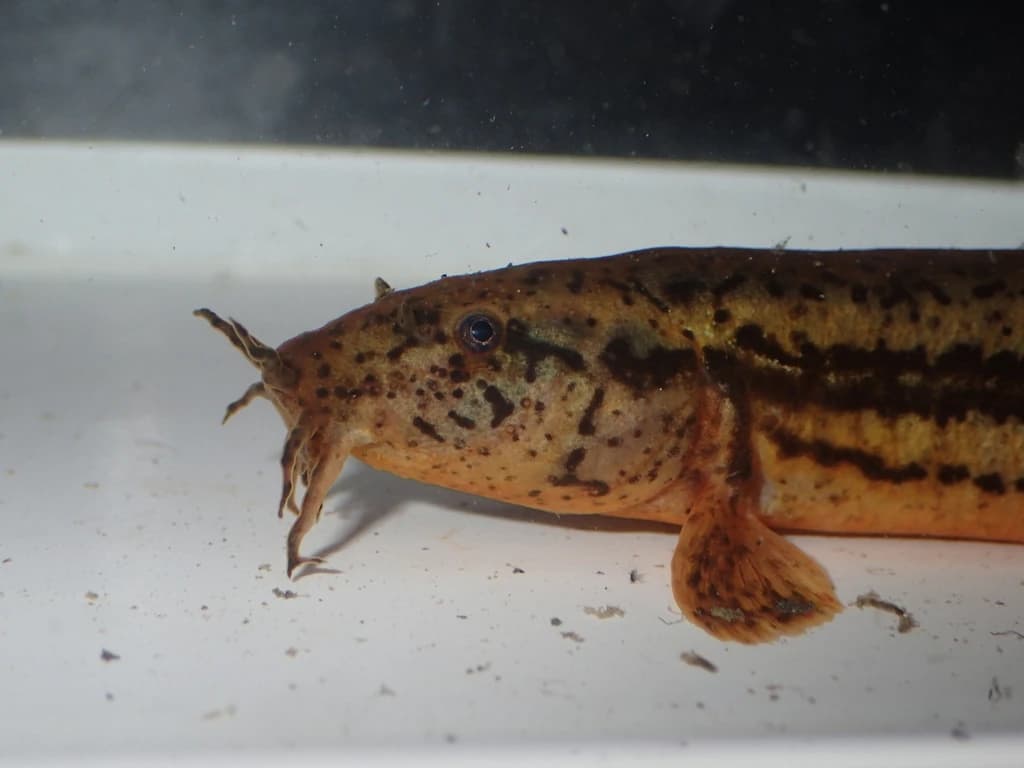 Weatherfish