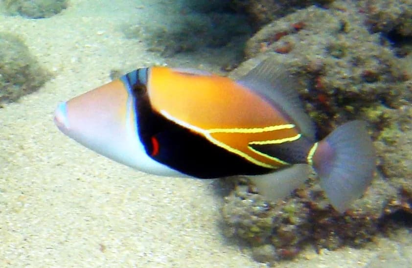 Wedgetail Triggerfish