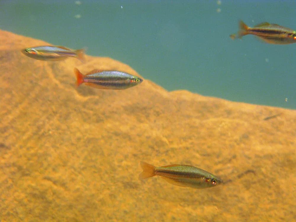 Western Rainbowfish
