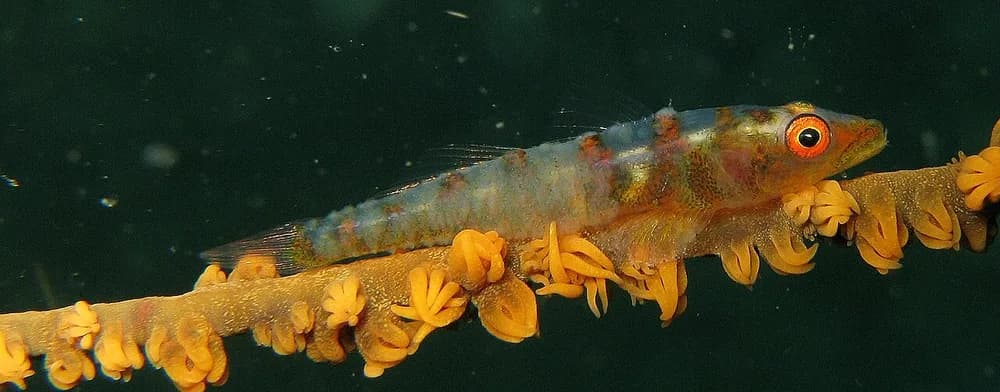 Whip Coral Goby