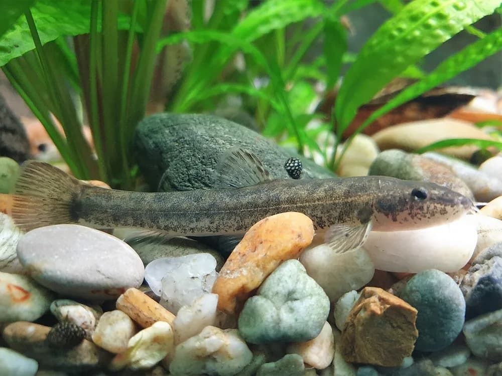 White-Finned Gudgeon