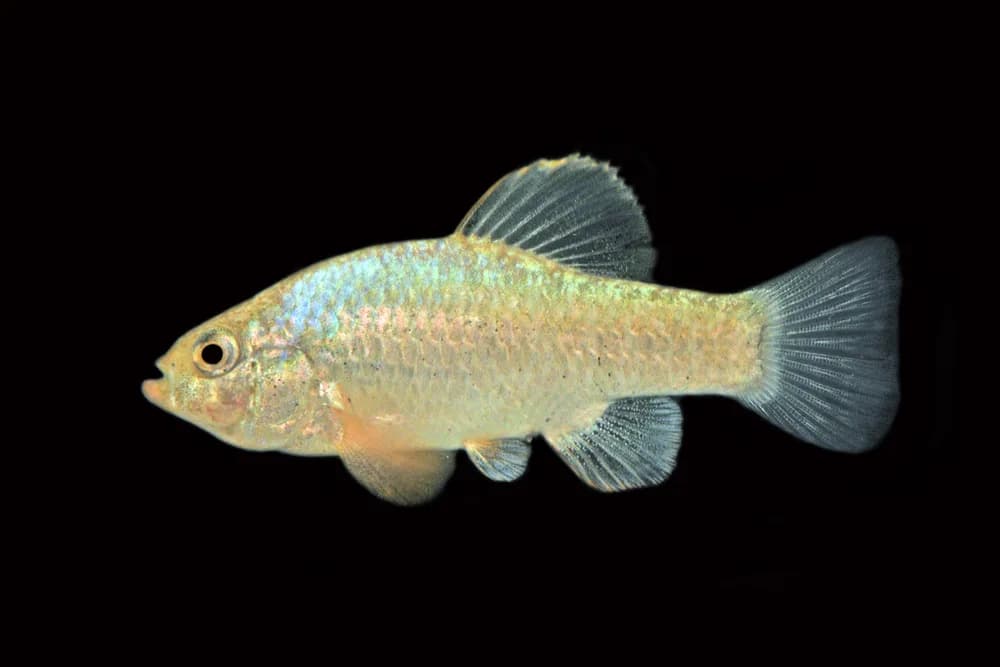 White Sands Pupfish