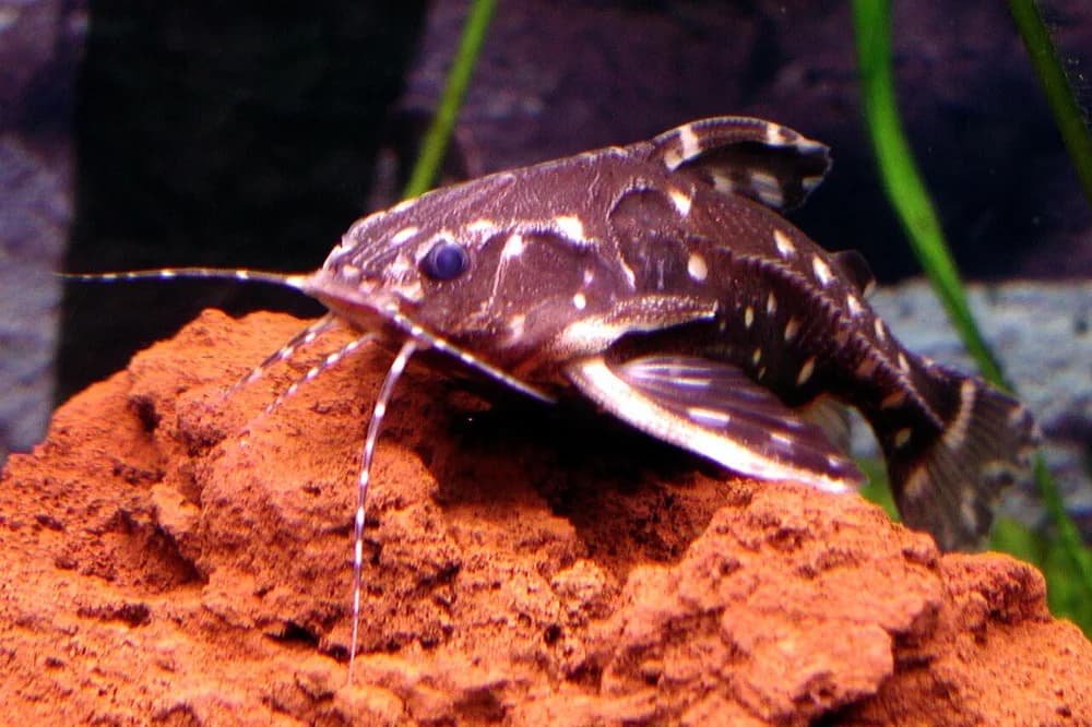 Whitebarred Catfish