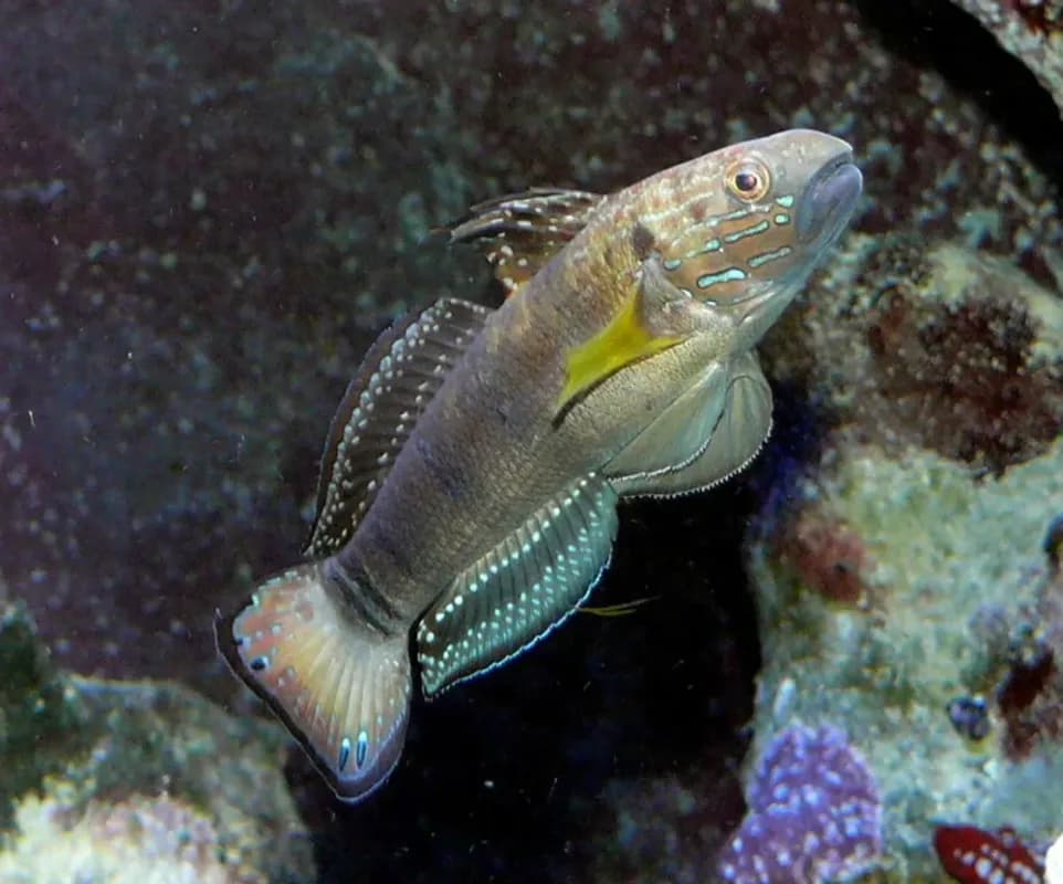 Whitebarred Goby