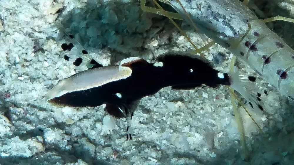 Whitecap Goby
