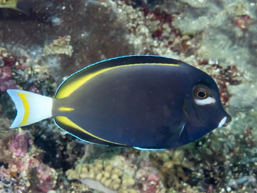 Whitecheek Surgeonfish