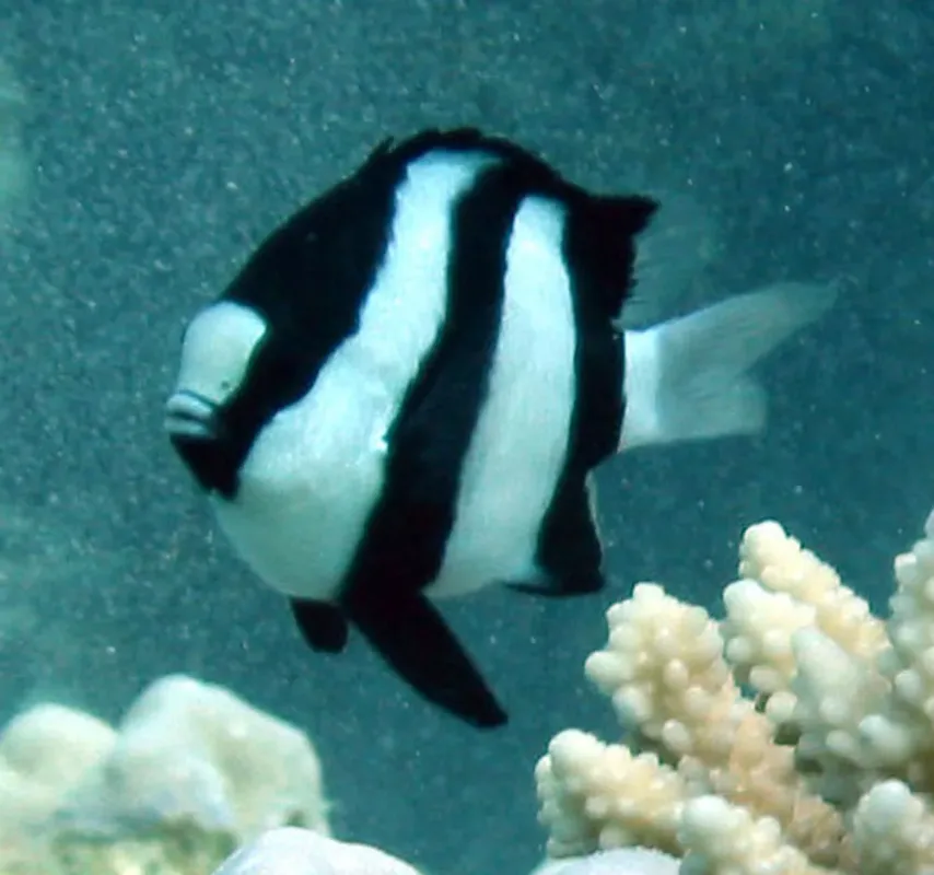 Whitetail Dascyllus