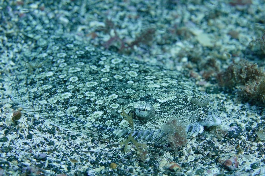 Wide-Eyed Flounder